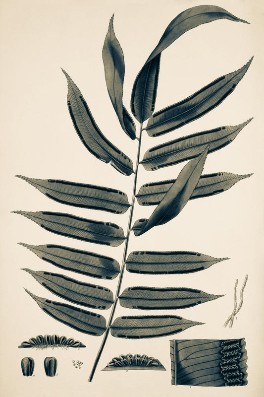 Angiopteris Erecta