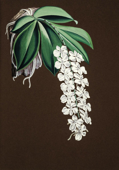 Angroecum Citratum