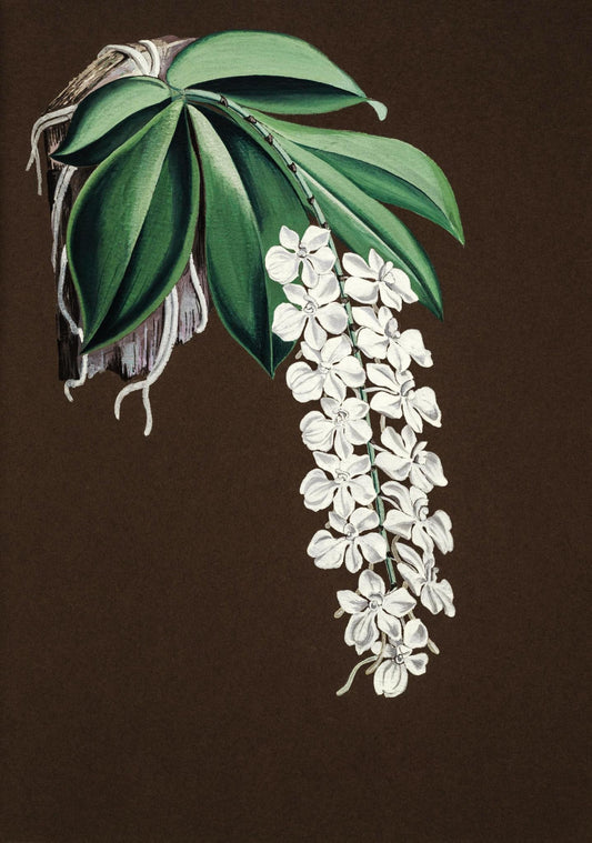 Angroecum Citratum