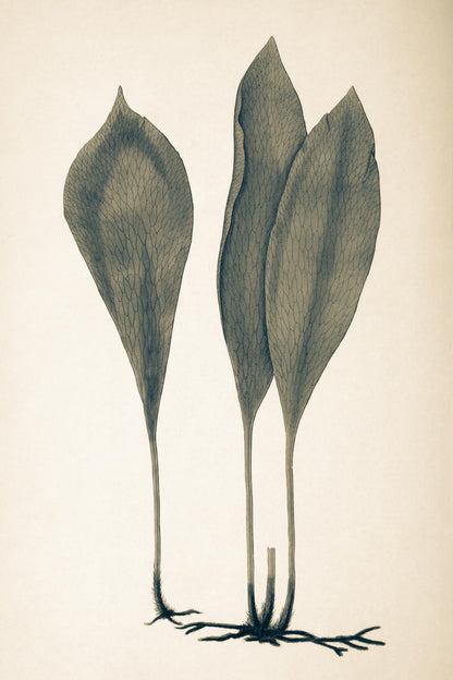 Antrophyum Boryanum