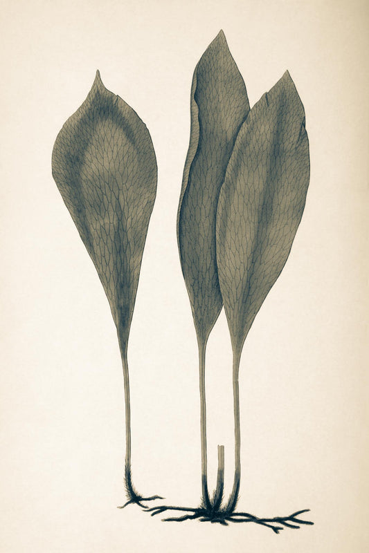 Antrophyum Boryanum