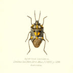 Aplerotus Maculatus