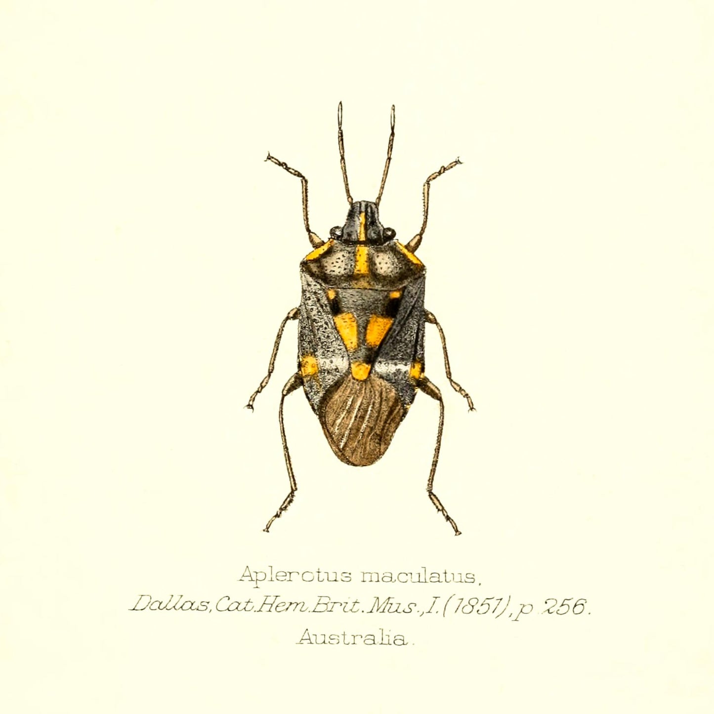 Aplerotus Maculatus
