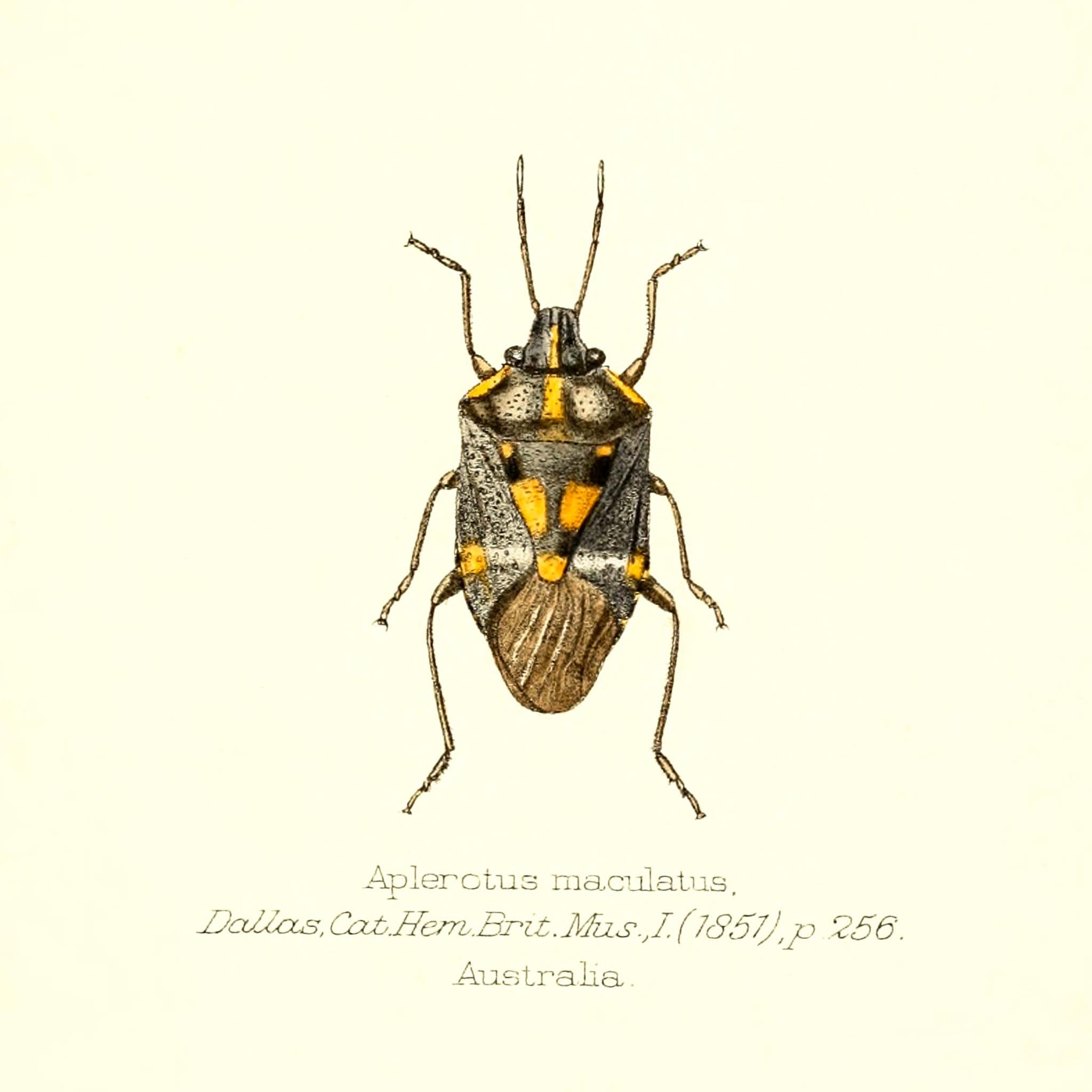 Aplerotus Maculatus