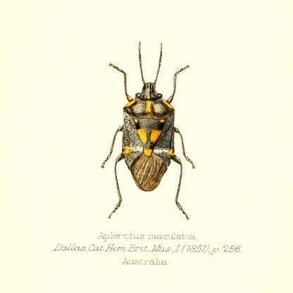 Aplerotus Maculatus
