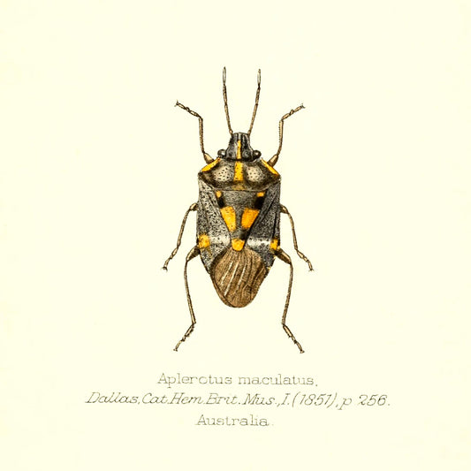 Aplerotus Maculatus