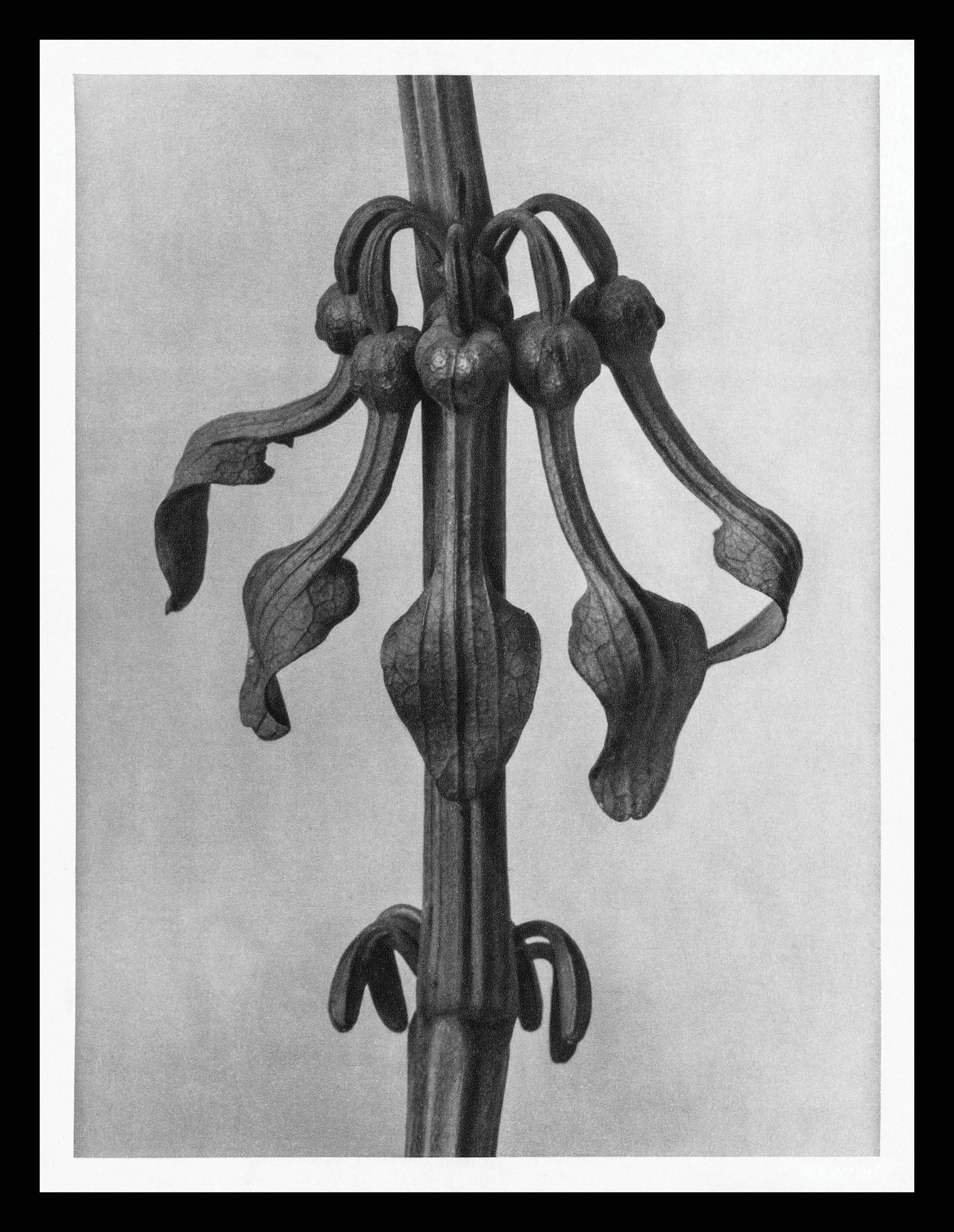 Aristolochia Clematitis (Upright Birth Wort)