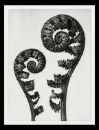 Aspidium Filix Mas (Shield Fern Fronds)