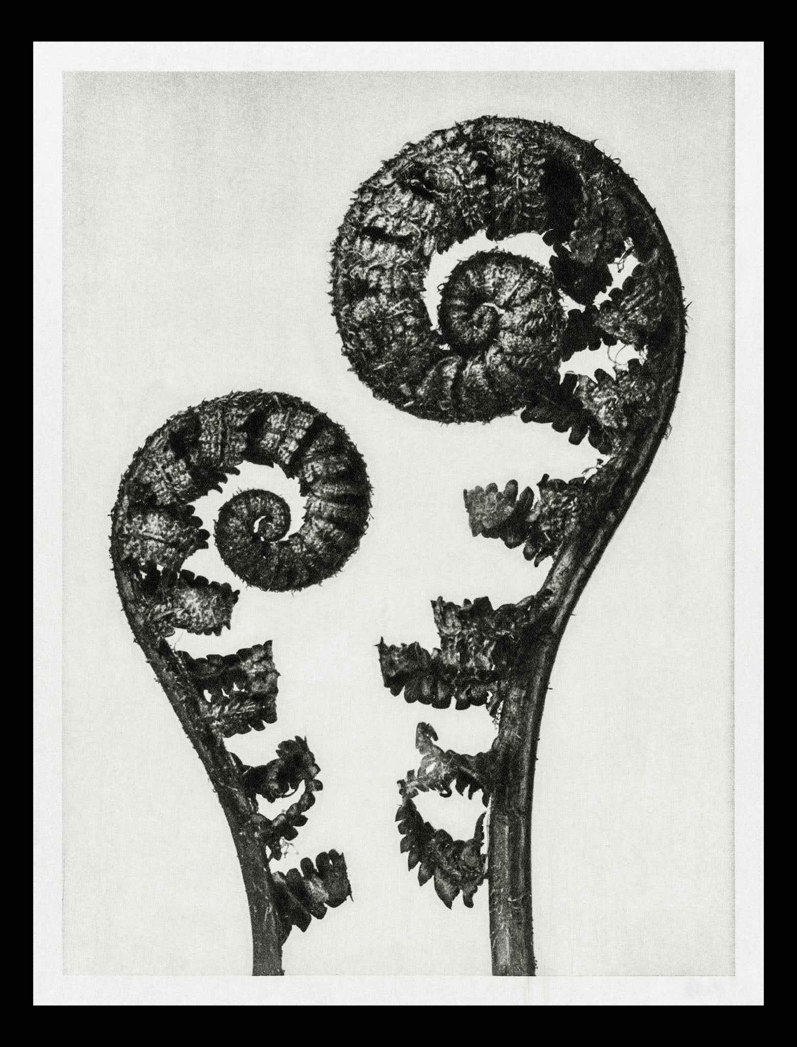Aspidium Filix Mas (Shield Fern Fronds)
