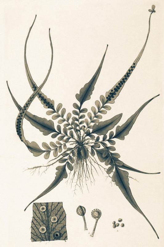 Aspidium Rhizophyllum