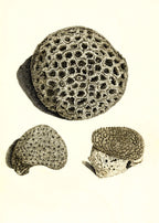 Astrea denticulata; Astrea siderea; Monticularia microconos