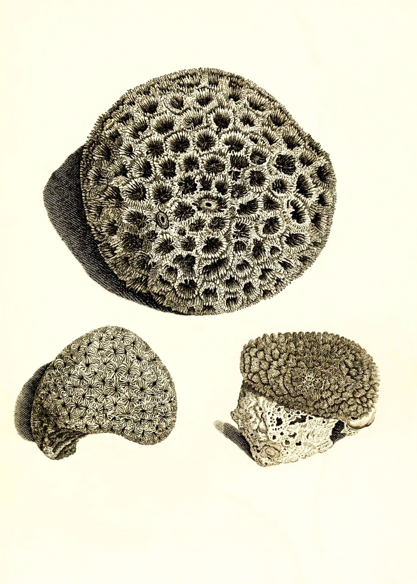 Astrea denticulata; Astrea siderea; Monticularia microconos