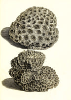 Astrea dipsacea; Astrea abdita