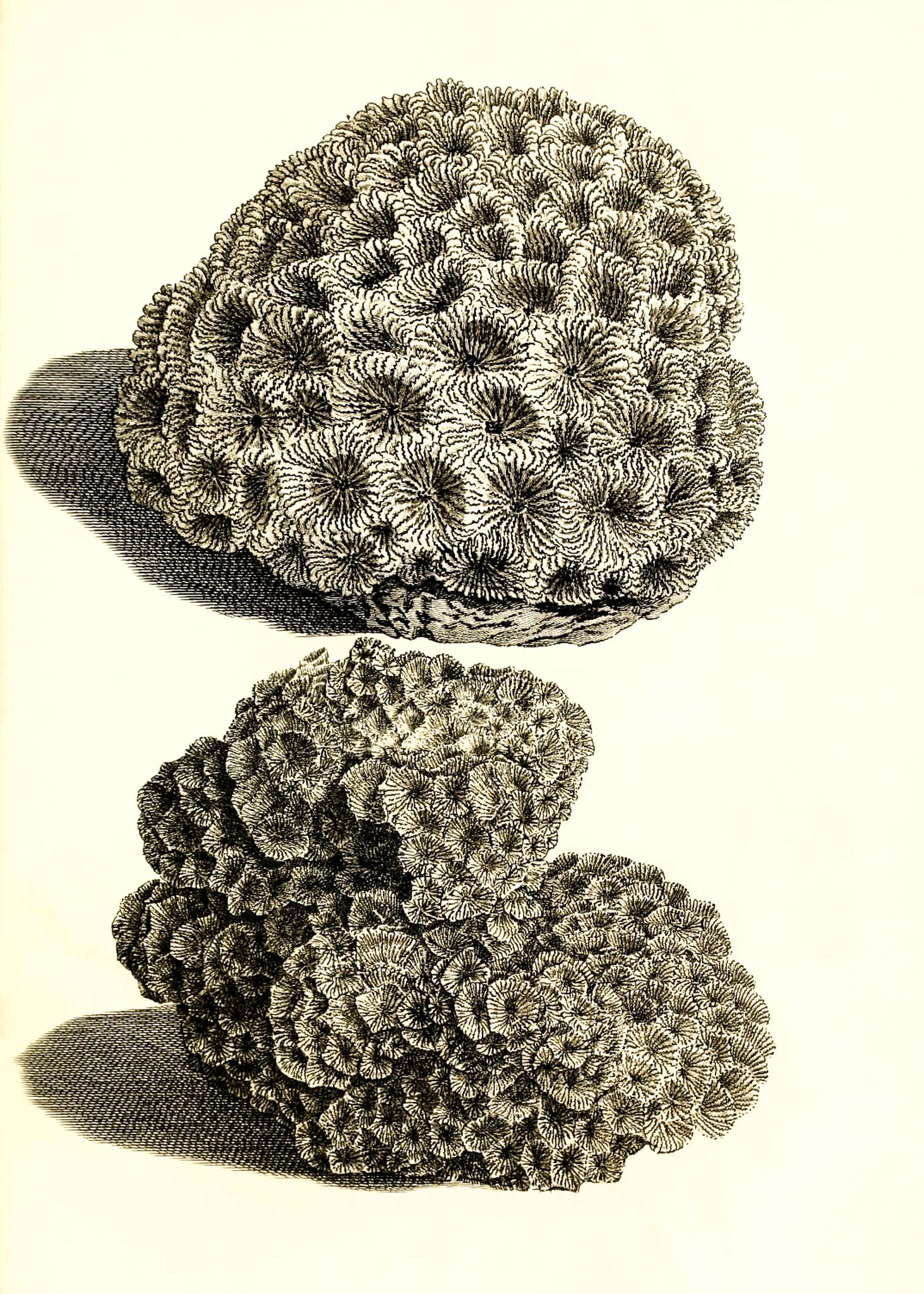 Astrea dipsacea; Astrea abdita