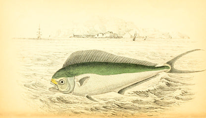 Atlantic Coryphaene or Dolphin
