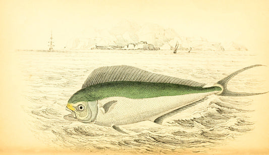 Atlantic Coryphaene or Dolphin