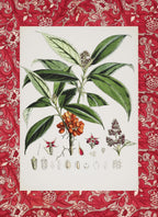 Aucuba Himalaica