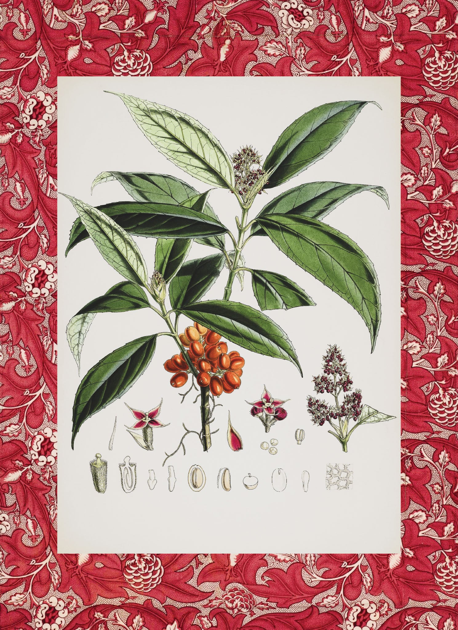 Aucuba Himalaica