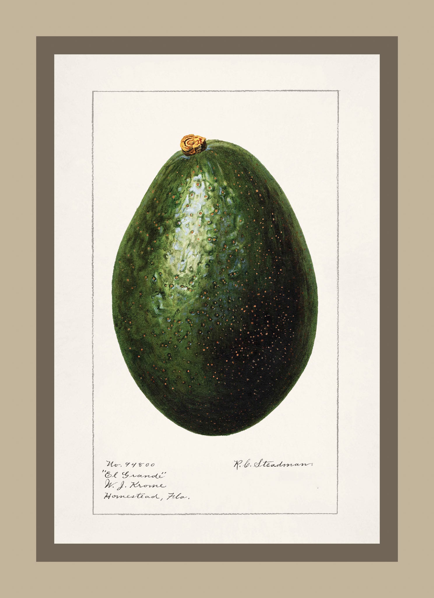 Avocado Persea