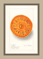 Bael Aegle Marmelos
