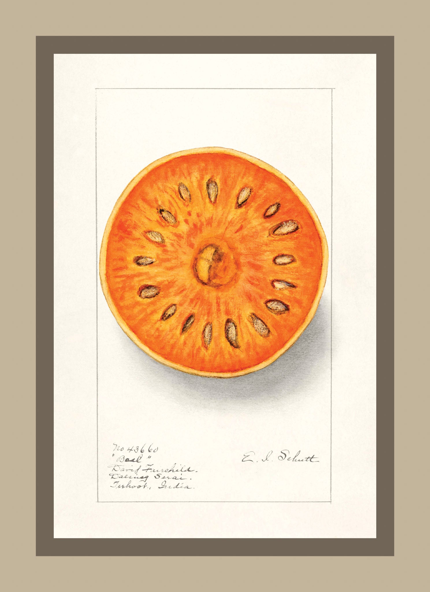 Bael Aegle Marmelos