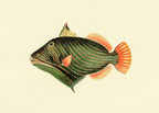 Balistes Aculeatus