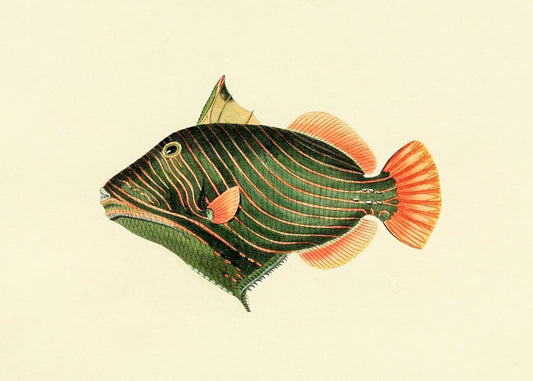 Balistes Aculeatus