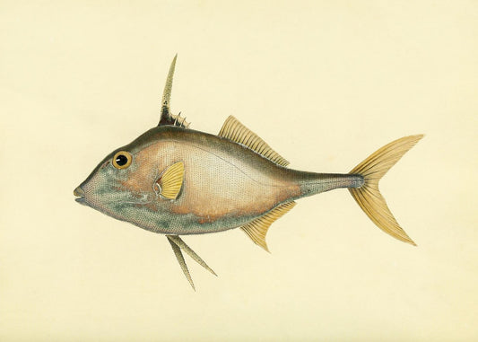 Balistes Biaculeatus