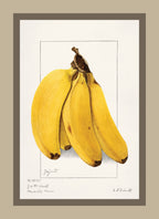 Bananas Musa
