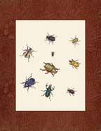 Beetles 1