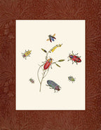 Beetles 2