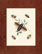 Beetles 3