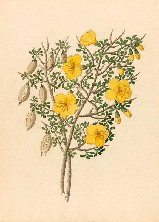 Bignoniae Nova Specie (Rhigozum Obovatum)