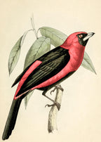 Black-Masked Tanager
