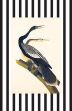 Black Bellied Darter