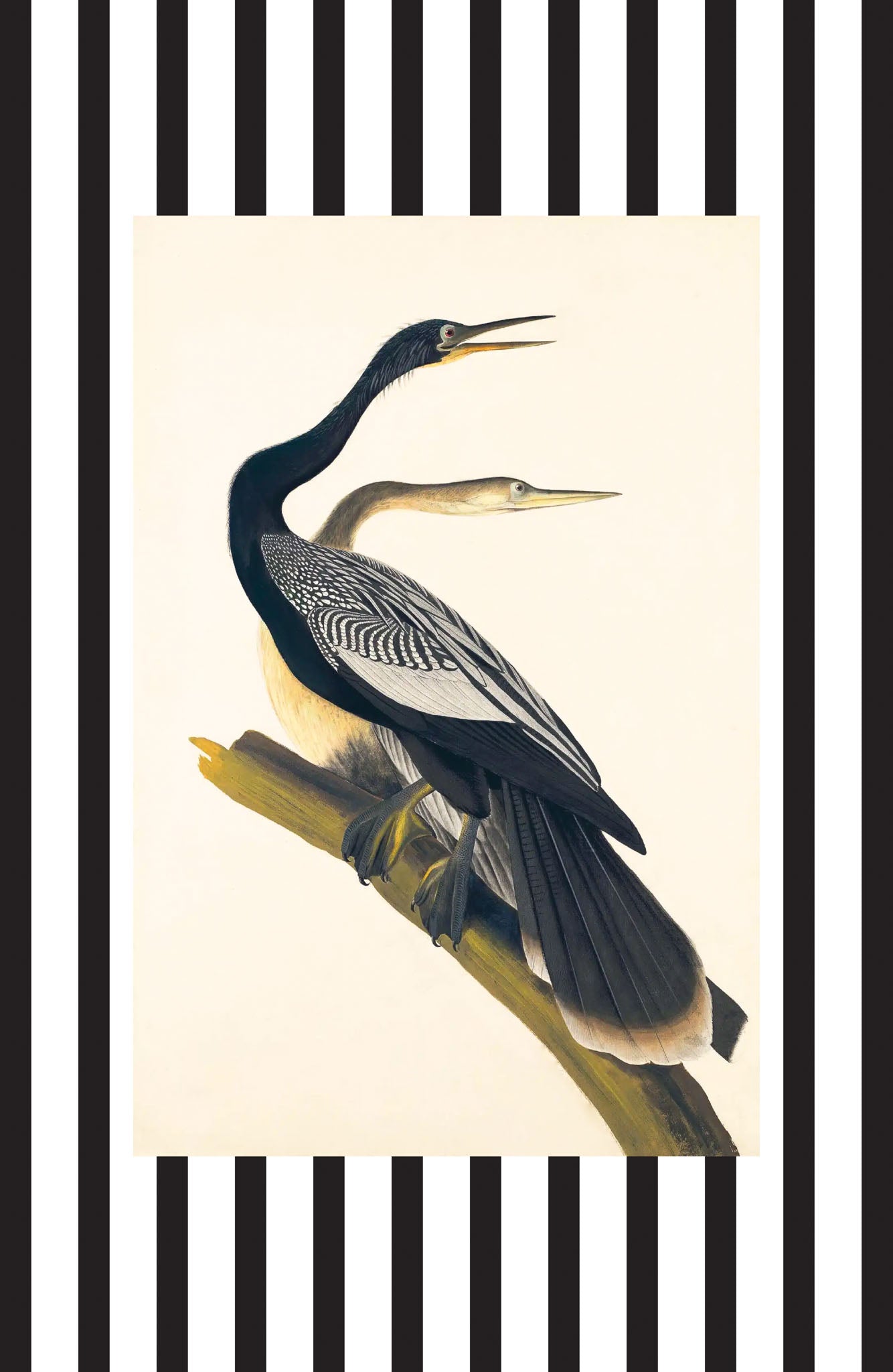 Black Bellied Darter