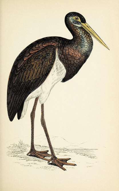 Black Stork