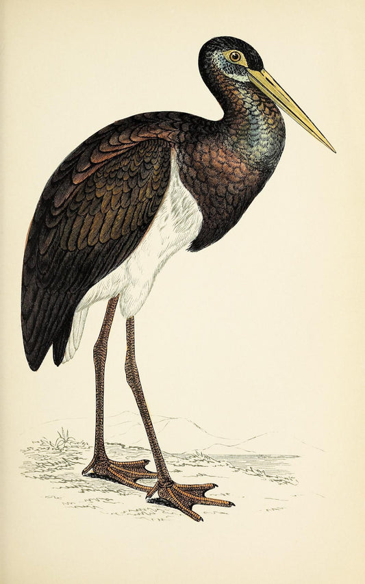 Black Stork