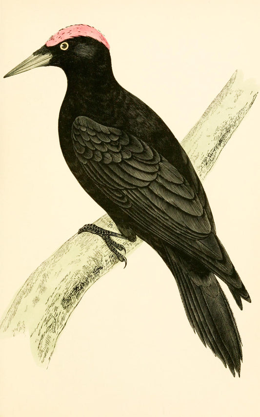 Black Woodpecker