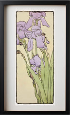 Iris