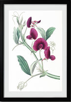 The Tangier Pea
