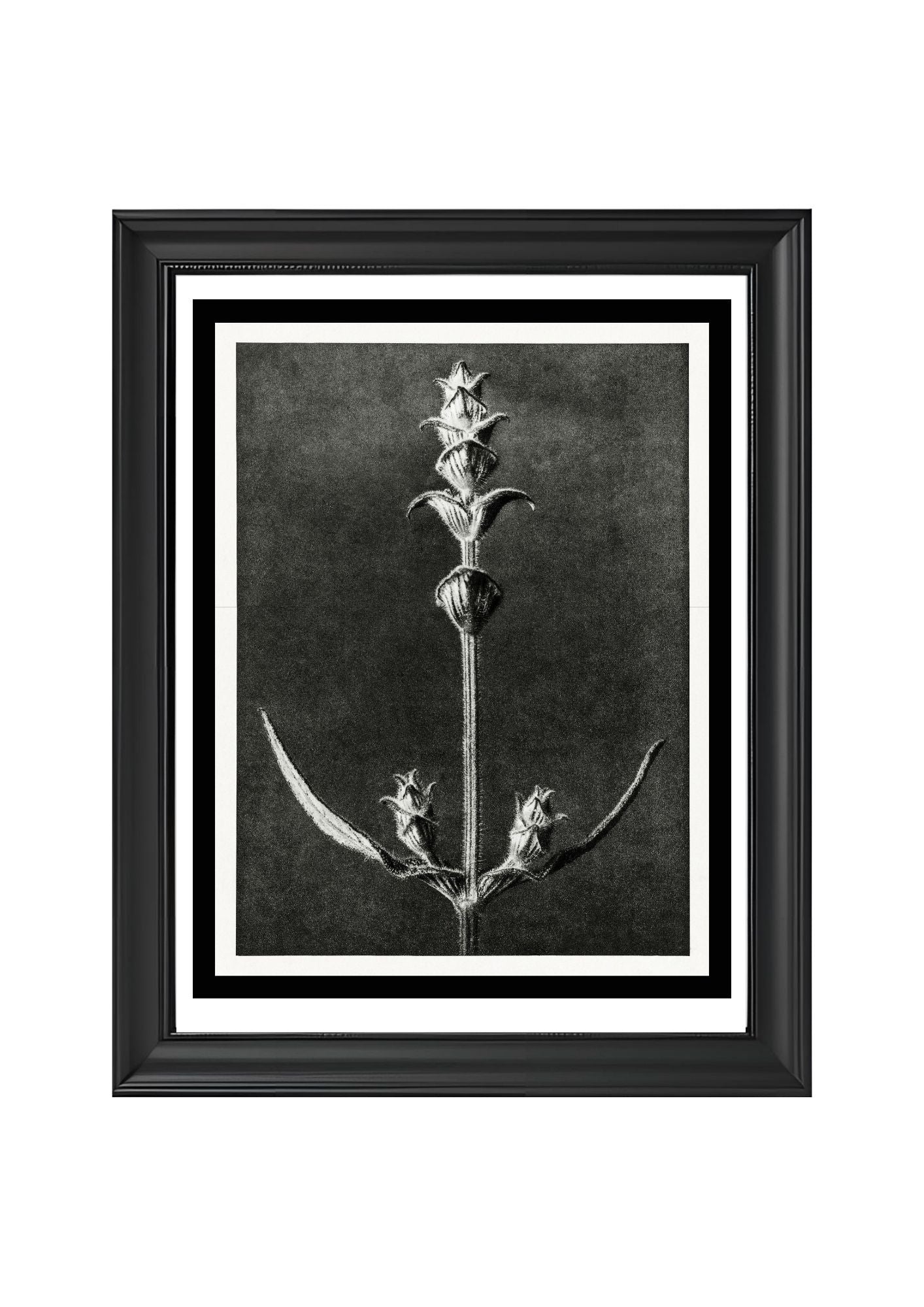 Salvia