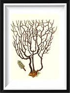 Gorgonia placomus 3