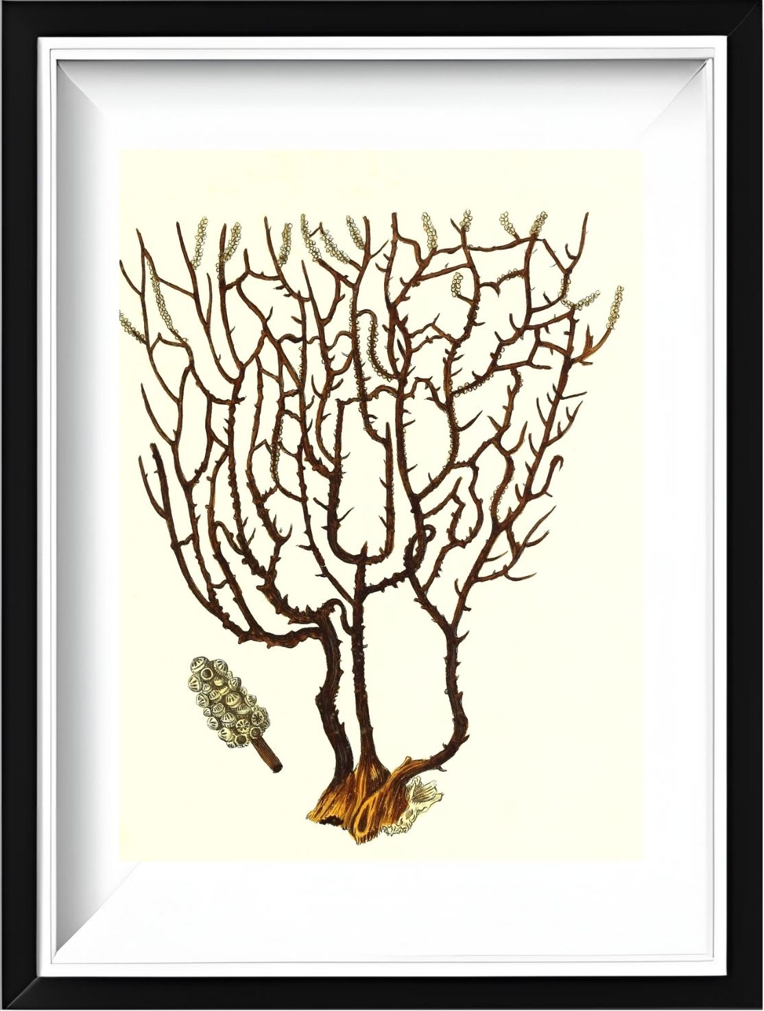 Gorgonia placomus 3