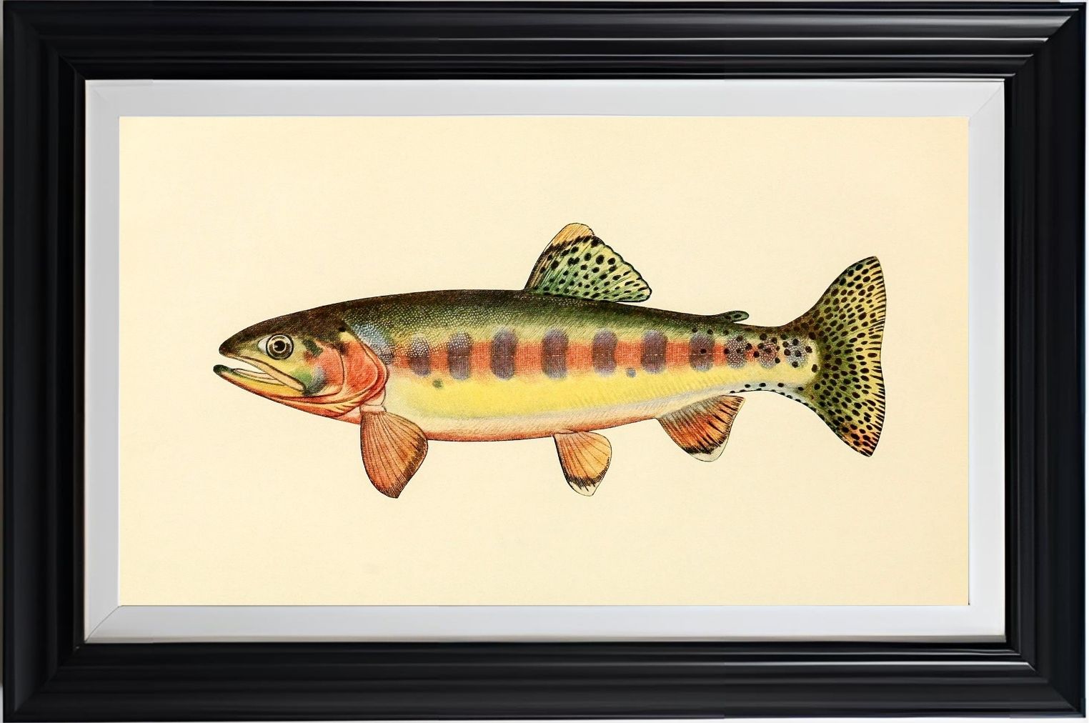 The Golden Trout of Volcano Creek, California