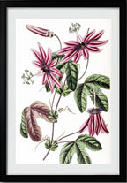 Crimson Passionflower
