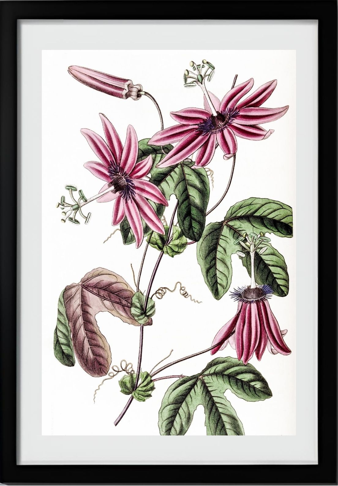 Crimson Passionflower