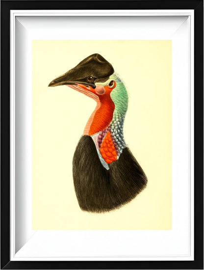 Casuarius Loriae