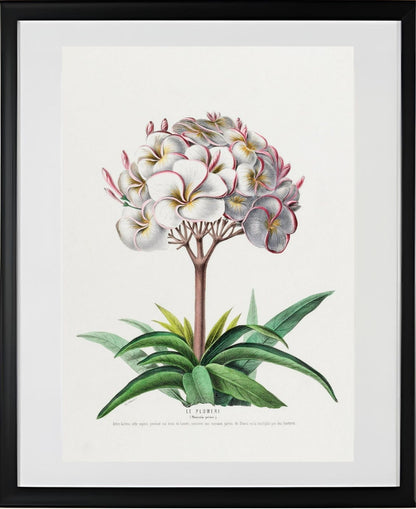 Le Plumeri (Plumeria Primo)