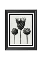 Serratula Nudicaulis (Bare Stemmed Common Saw Wort)